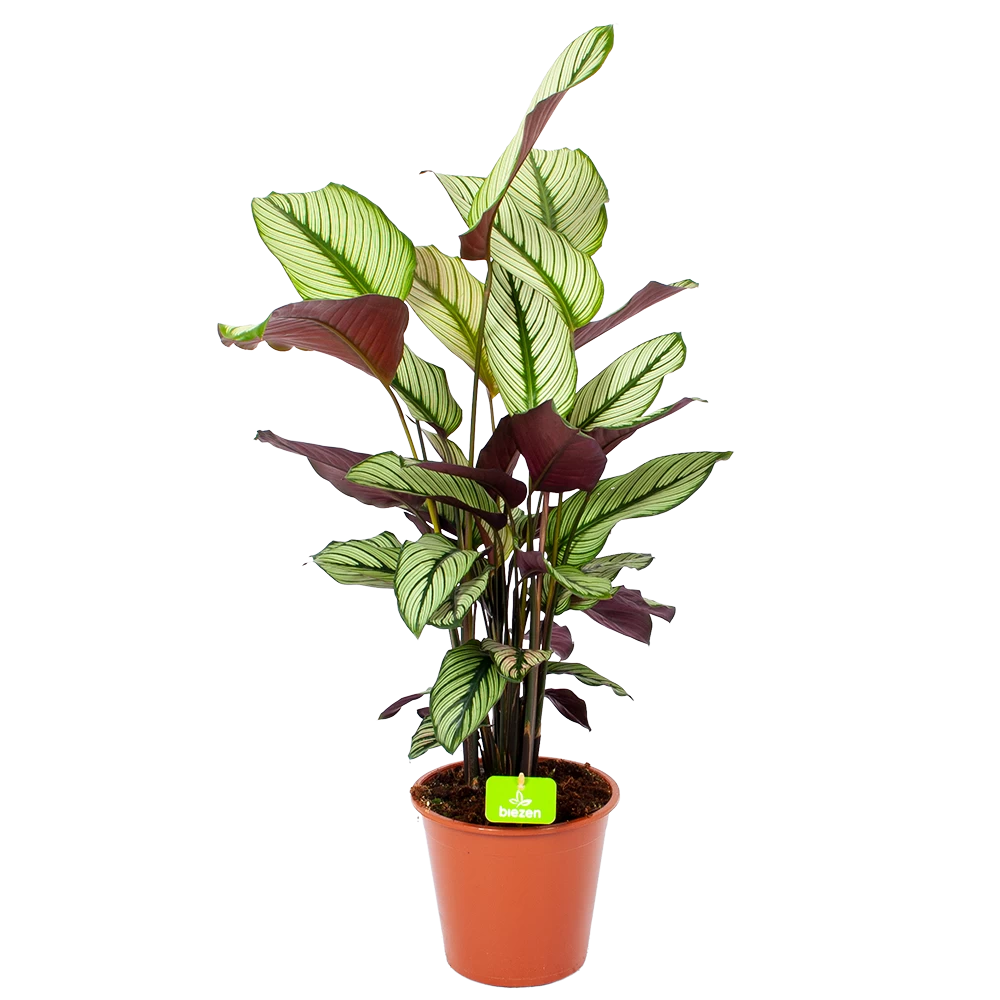 Calathea Whitestar - Schaduwplant - P19 H75 - Kamerplant 1 Calathea Whitestar - Schaduwplant - P19 H75 - Kamerplant