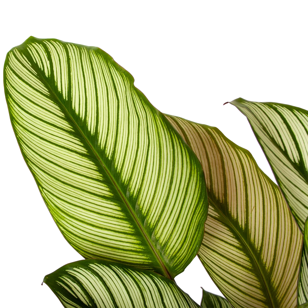 Calathea Whitestar - Schaduwplant - P19 H75 - Kamerplant 2 Calathea Whitestar - Schaduwplant - P19 H75 - Kamerplant - Afbeelding 2
