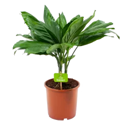 Chamaedorea Metallica Bergpalm - P17 H50 - Kamerplant