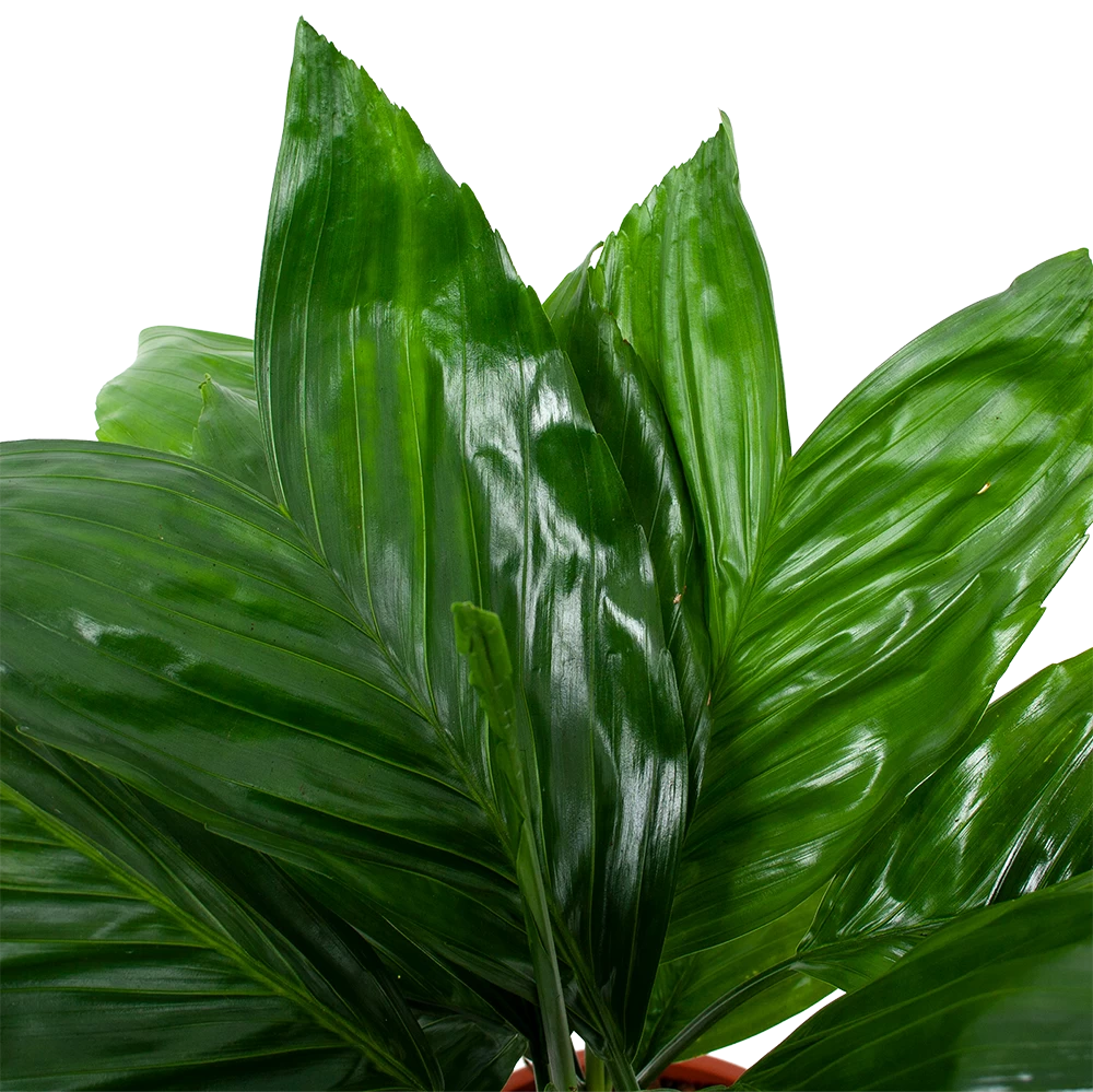 Chamaedorea Metallica Bergpalm - P17 H50 - Kamerplant 2 Chamaedorea Metallica Bergpalm - P17 H50 - Kamerplant - Afbeelding 2