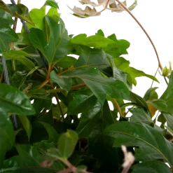 Warentuin -Warentuin cissus rhombifolia kamerwijnstok hangpot p20 5
