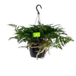 Davallia Teyermannii - In Hangpot - P17 H30 - Kamerplant