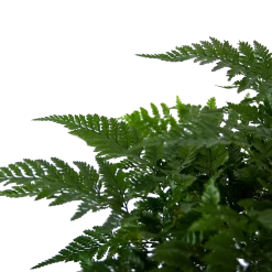 Davallia Teyermannii - In Hangpot - P17 H30 - Kamerplant -Warentuin davallia teyermannii in hangpot p17 h30 6