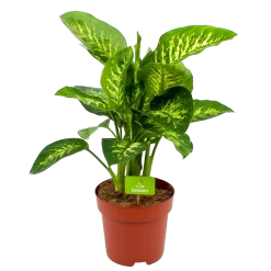 Dieffenbachia Seguine 'Reeva' - P24 H90 - Kamerplant