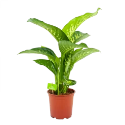 Dieffenbachia Seguine Tropic Snow - P19 H70 - Kamerplant