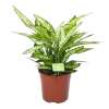 Dieffenbachia Vesuvius - P27 H70 - Kamerplant
