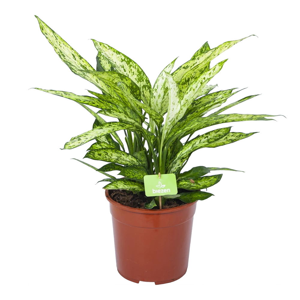 Dieffenbachia Vesuvius - P27 H70 - Kamerplant 1 Dieffenbachia Vesuvius - P27 H70 - Kamerplant