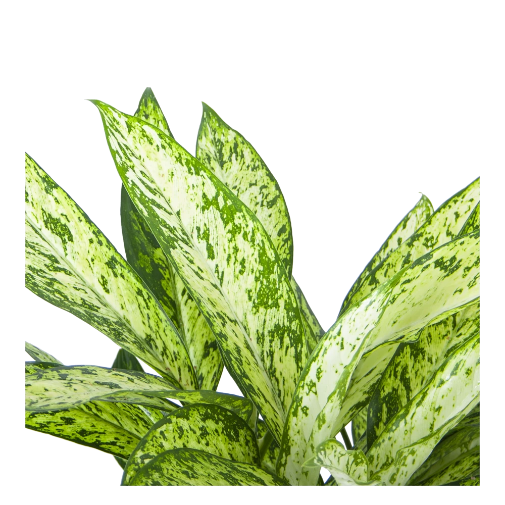 Dieffenbachia Vesuvius - P27 H70 - Kamerplant 2 Dieffenbachia Vesuvius - P27 H70 - Kamerplant - Afbeelding 2
