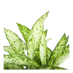 Dieffenbachia Vesuvius - P27 H70 - Kamerplant 6 Dieffenbachia Vesuvius - P27 H70 - Kamerplant -Warentuin dieffenbachia vesuvius p27 h70 6