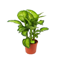 Dieffenbacia Seguine Lemon Tropic - P35 H120 - Kamerplant