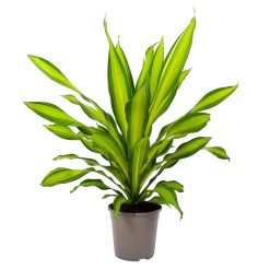 Dracaena Charley - Drakenbloedboom - P24 H95 - Kamerplant