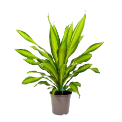 Dracaena Charley - Drakenbloedboom - P24 H95 - Kamerplant -Warentuin dracaena charley drakenbloedboom p24 h95 4