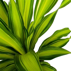 Dracaena Charley - Drakenbloedboom - P24 H95 - Kamerplant -Warentuin dracaena charley drakenbloedboom p24 h95 5