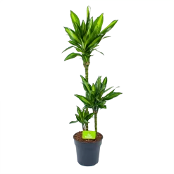 Dracaena Cintho - Op Stam - Drakenbloedboom - P21 H100 - Kamerplant