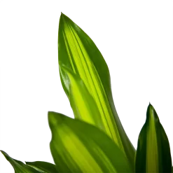 Dracaena Cintho - Op Stam - Drakenbloedboom - P21 H100 - Kamerplant -Warentuin dracaena cintho op stam drakenbloedboom p21 h100 6 1