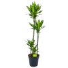 Dracaena Cintho - Op Stam - Drakenbloedboom - P27 H150 - Kamerplant