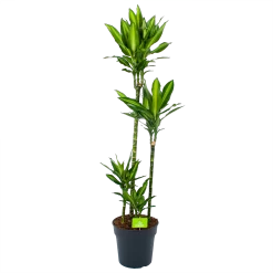 Dracaena Cintho - Op Stam - Drakenbloedboom - P27 H150 - Kamerplant