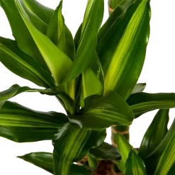 Dracaena Cintho - Op Stam - Drakenbloedboom - P27 H150 - Kamerplant -Warentuin dracaena cintho op stam drakenbloedboom p27 h150 6 1