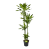 Dracaena Cintho - Op Stam - Drakenbloedboom - P27 H190 - Kamerplant