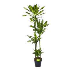 Dracaena Cintho - Op Stam - Drakenbloedboom - P27 H190 - Kamerplant