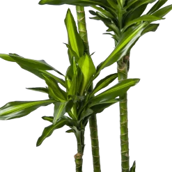 Dracaena Cintho - Op Stam - Drakenbloedboom - P27 H190 - Kamerplant -Warentuin dracaena cintho op stam drakenbloedboom p27 h190 6