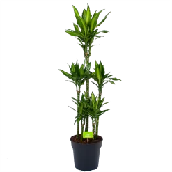Dracaena Cintho - Op Stam - Drakenbloedboom - P31 H150 - Kamerplant