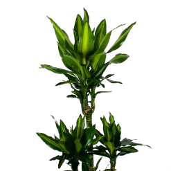 Warentuin -Warentuin dracaena cintho op stam drakenbloedboom p31 h150 5 1