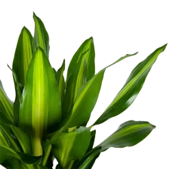 Dracaena Cintho - Op Stam - Drakenbloedboom - P31 H150 - Kamerplant -Warentuin dracaena cintho op stam drakenbloedboom p31 h150 6 1