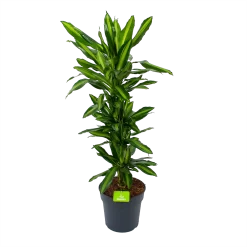 Dracaena Cintho - Vertakt - Drakenbloedboom - P27 H120 - Kamerplant