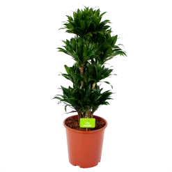 Dracaena Compacta - Vertakt - Drakenbloedboom - P27 H100 - Kamerplant
