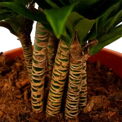 Dracaena Compacta - Vertakt - Drakenbloedboom - P27 H100 - Kamerplant -Warentuin dracaena compacta vertakt drakenbloedboom p27 h100 6 1