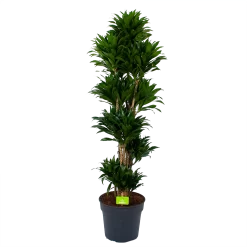 Dracaena Compacta - Vertakt - Drakenbloedboom - P34 H170 - Kamerplant