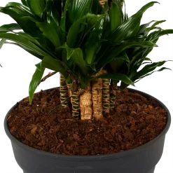 Dracaena Compacta - Vertakt - Drakenbloedboom - P34 H170 - Kamerplant -Warentuin dracaena compacta vertakt drakenbloedboom p34 h170 6 1