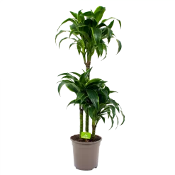 Dracaena Dorado - Op Stam - Drakenbloedboom - P21 H100 - Kamerplant