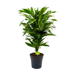 Dracaena Golden Coast - Vertakt - Drakenbloedboom - P21 H80 - Kamerplant