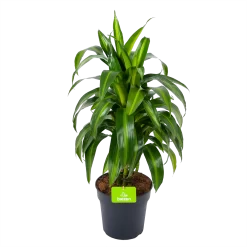 Dracaena Hawaiiana - Vertrakt - Drakenbloedboom - P21 H80 - Kamerplant