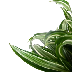 Dracaena Jade Jewel - Op Stam - Drakenbloedboom - P24 H100 - Kamerplant -Warentuin dracaena jade jewel op stam drakenbloedboom p24 h100 5