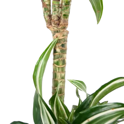 Dracaena Jade Jewel - Op Stam - Drakenbloedboom - P24 H100 - Kamerplant -Warentuin dracaena jade jewel op stam drakenbloedboom p24 h100 6