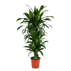 Dracaena Janet Craig - Vertrakt - Drakenbloedboom - P24 H110 - Kamerplant