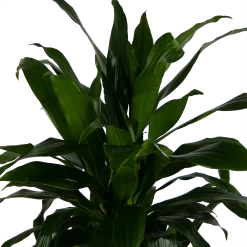 Dracaena Janet Craig - Vertrakt - Drakenbloedboom - P24 H110 - Kamerplant -Warentuin dracaena janet craig vertrakt drakenbloedboom p24 h110 kamerplant 4