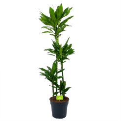 Dracaena Janet Lind - Op Stam - Drakenbloedboom - P27 H150 - Kamerplant
