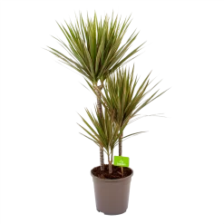 Dracaena Marginata Bicolor - Op Stam - Drakenbloedboom - P24 H120 - Kamerplant