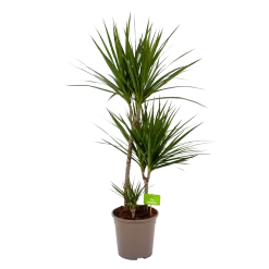 Dracaena Marginata Groen - Op Stam - Drakenbloedboom - P24 H120 - Kamerplant