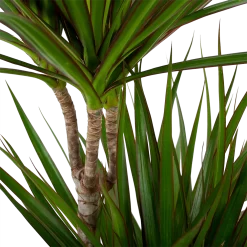 Warentuin -Warentuin dracaena marginata groen drakenbloedboom p24 h100 5