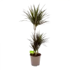 Dracaena Marginata Magenta - Op Stam - Drakenbloedboom-p24 H120 - Kamerplant
