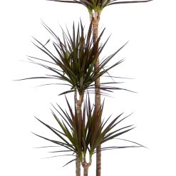 Warentuin -Warentuin dracaena marginata magenta op stam drakenbloedboom p24 h140 kamerplant 3