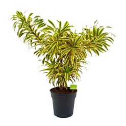 Dracaena Reflexa Song Of India - Vertakt - Drakenbloedboom - P24 H80 - Kamerplant