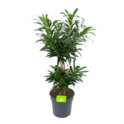 Dracaena Reflexa - Vertakt - Drakenbloedboom - P24 H90 - Kamerplant