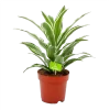 Dracaena White Jewel - Drakenbloedboom - P17 H45 - Kamerplant