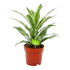 Dracaena White Jewel - Drakenbloedboom - P17 H45 - Kamerplant